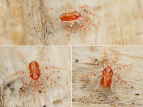 Erythracarus pyrrholeucus